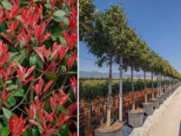 Boli comune ale Photinia Fraseri Red Robin si tratarea lor